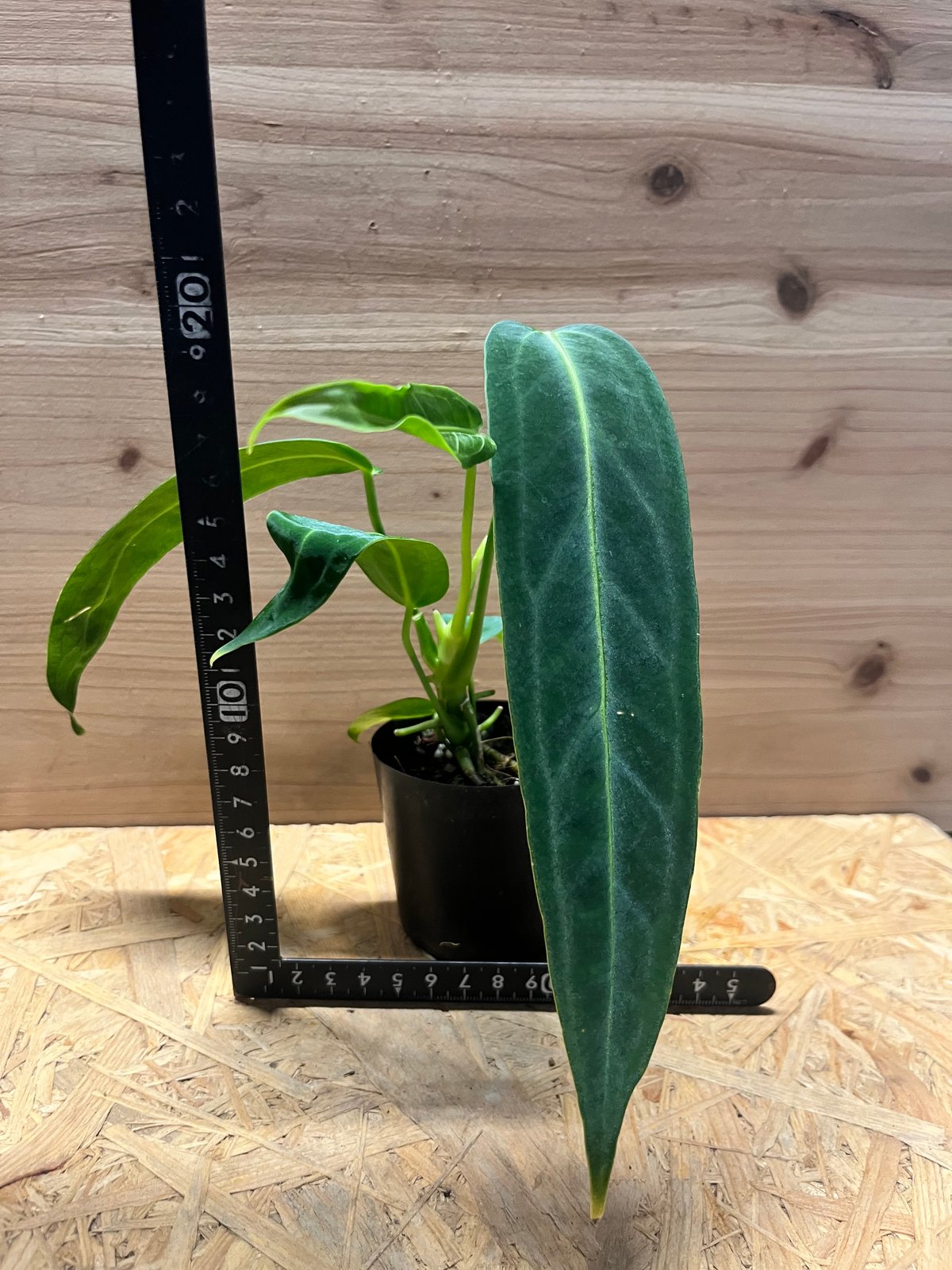 アンスリウム ワロクアナム | GREEN LUCK