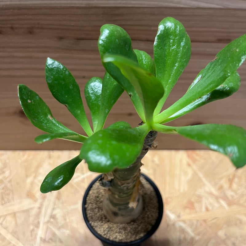 チレコドン パニクラータス | GREEN LUCK