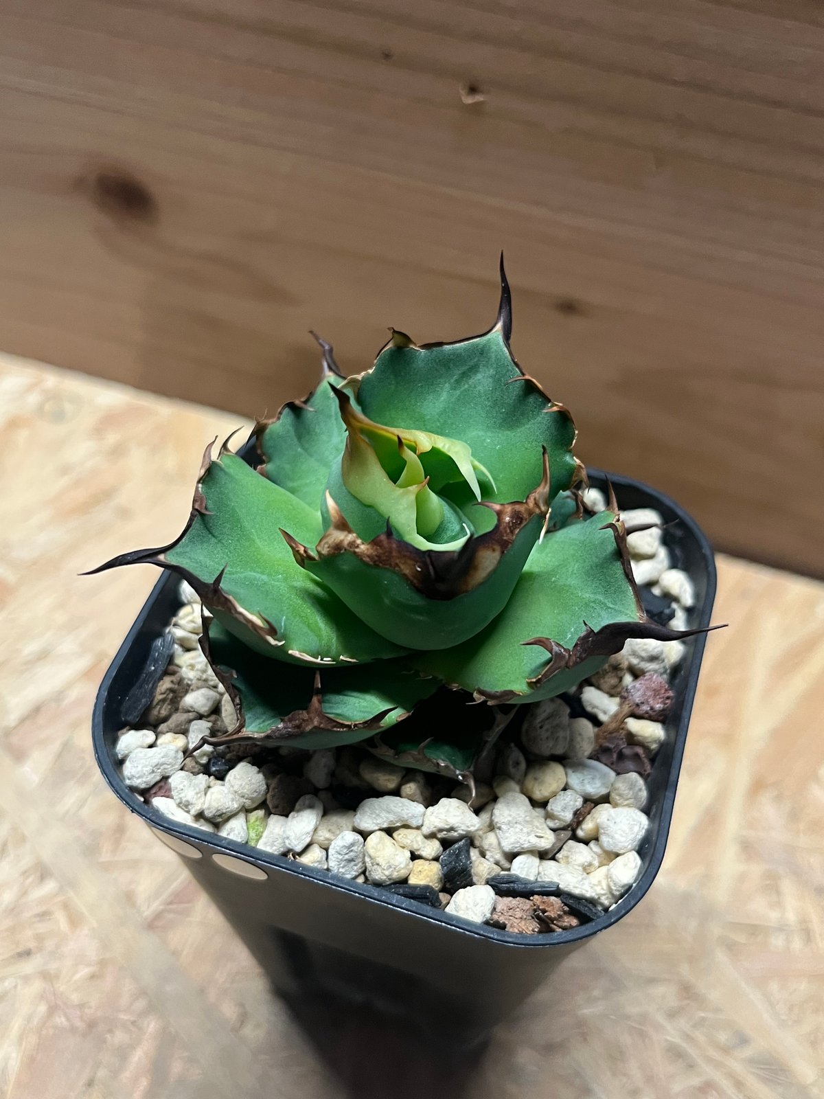 アガベ チタノタ ドラゴンクロウ | GREEN LUCK