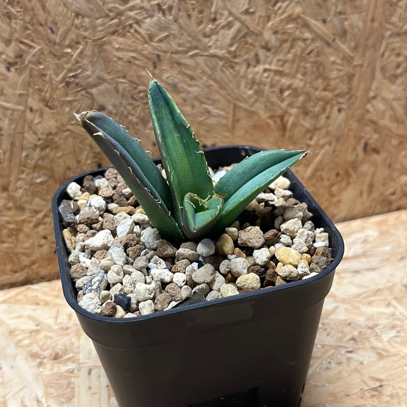 アガベ チタノタ 大螯蝦 ロブスター | GREEN LUCK