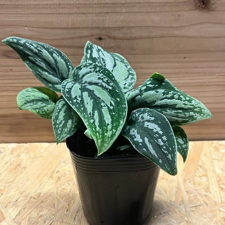 スキンダプサス | STORES