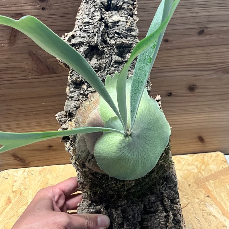 ビカクシダ ベイチー アーバンリバー スポア ビカクシダ ベイチー