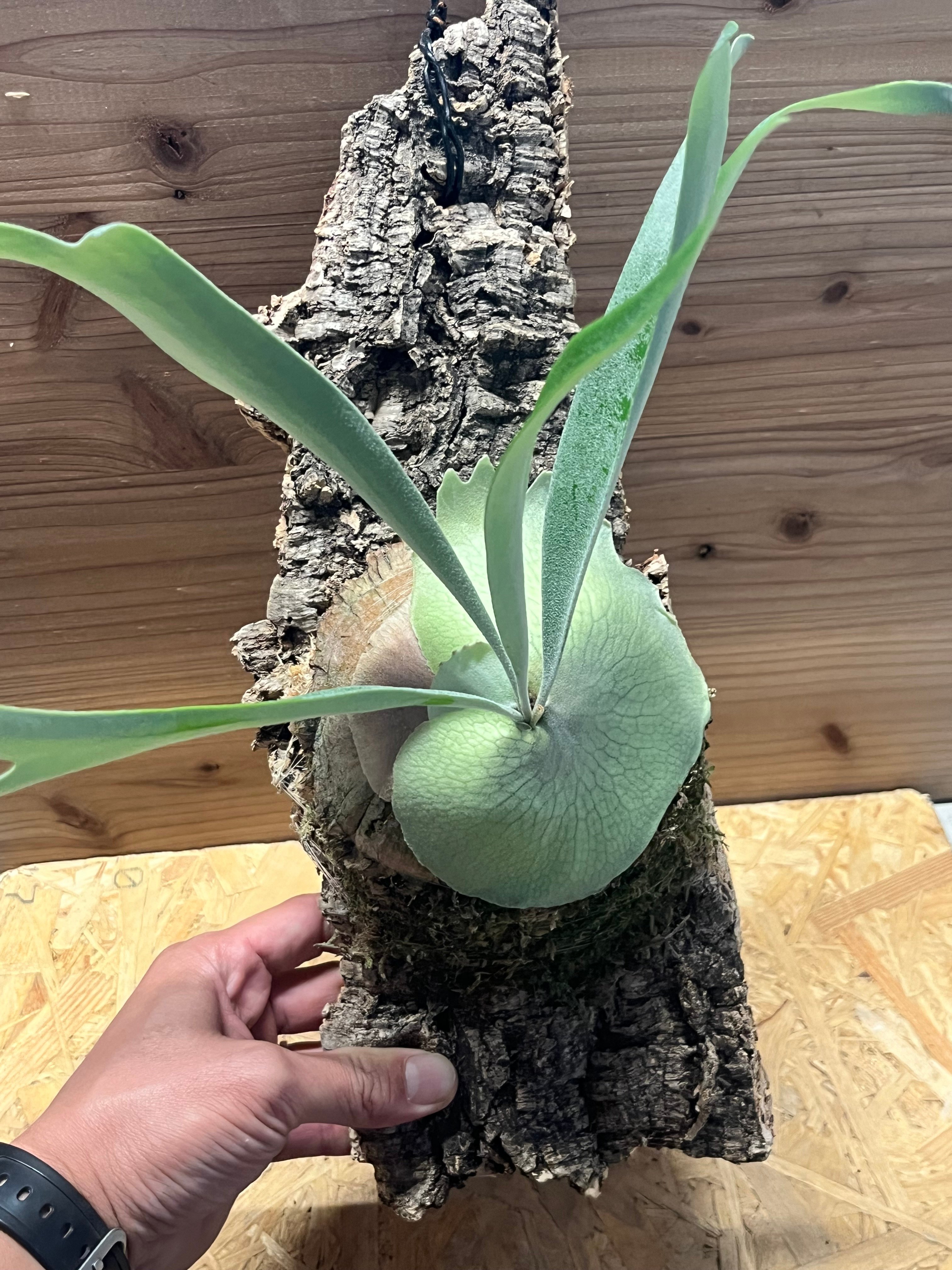 アーバンリバーOC子株　ベイチー　P.veitchii Auburn  original