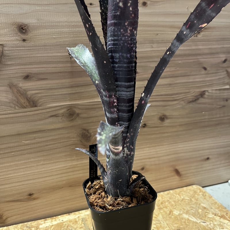 ビルベルギア オビワン | GREEN LUCK