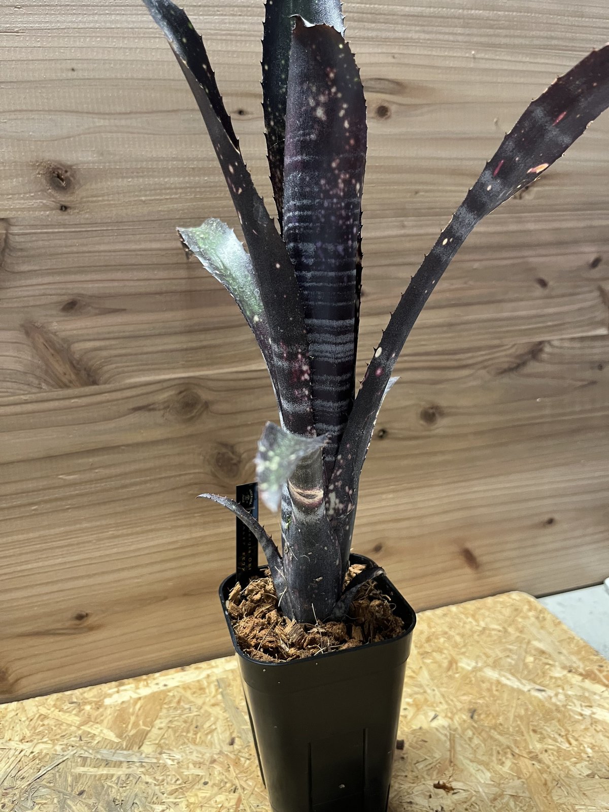 ビルベルギア オビワン ビルベルギア オビワン | GREEN LUCK