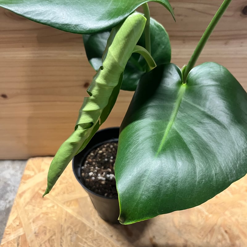 モンステラ デリシオーサ 実生選抜 | GREEN LUCK