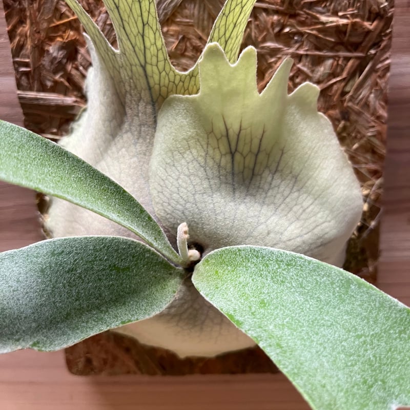 ビカクシダ　レモイネイ　選抜 ビカクシダ レモイネイ Platycerium veitchii 'Lemoine' コウモリ