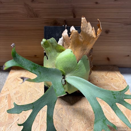 ビカクシダ | STORES