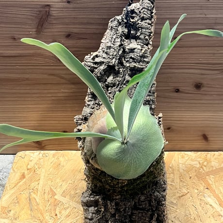 ビカクシダ問い合わせ用 fit=scale-down,w=1200