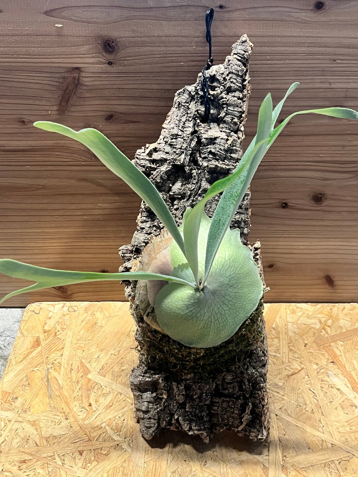 ビカクシダ ベイチー 'アーバンリバー' | GREEN LUCK