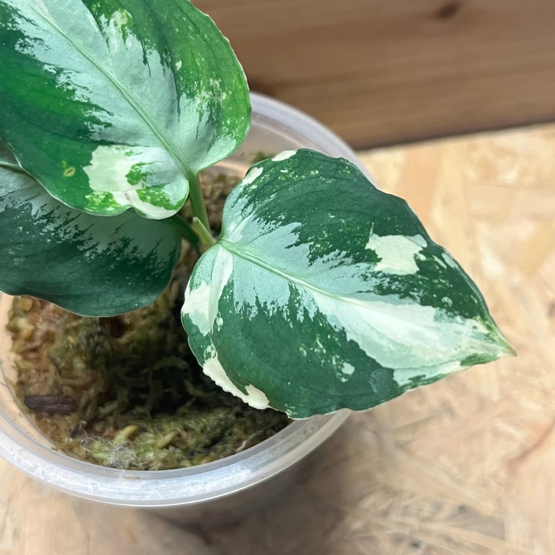 アグラオネマ ピクタム 斑入り | GREEN LUCK