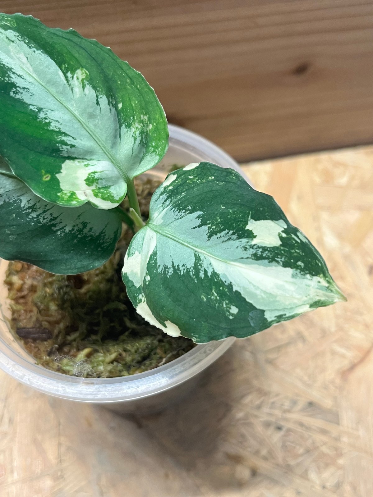 アグラオネマ ピクタム 斑入り | GREEN LUCK