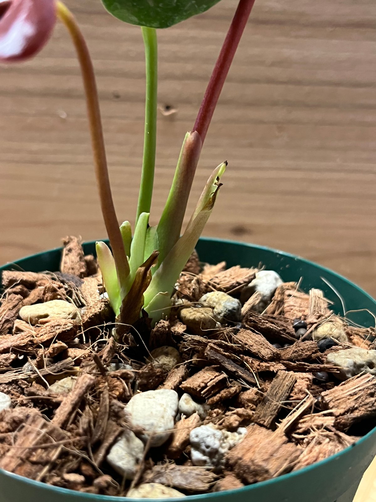 アンスリウム ロムズレッド | GREEN LUCK