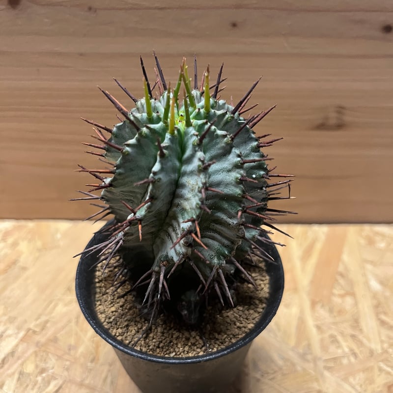 ユーフォルビア ホリダ | GREEN LUCK