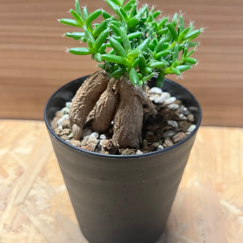 トリコディアデマ ステラツム | GREEN LUCK