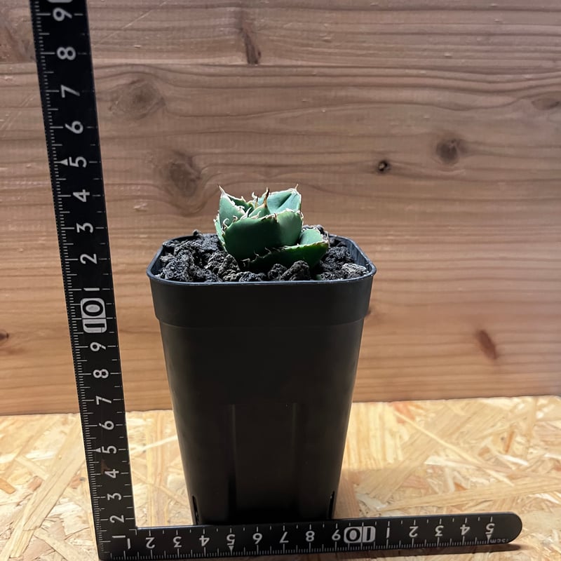 アガベ チタノタ 'NO NAME' 台湾ヤンチェン株 | GREEN LUCK