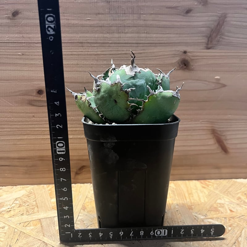 アガべ チタノタ '白鯨' | GREEN LUCK