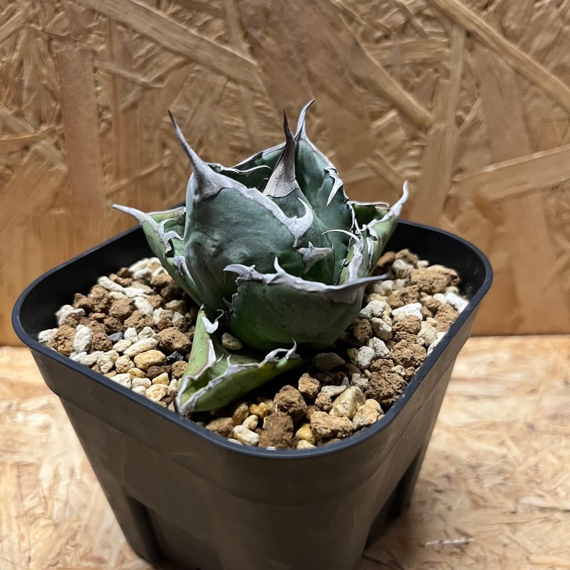 アガベ チタノタ ホワイトアイス コンパクト | GREEN LUCK