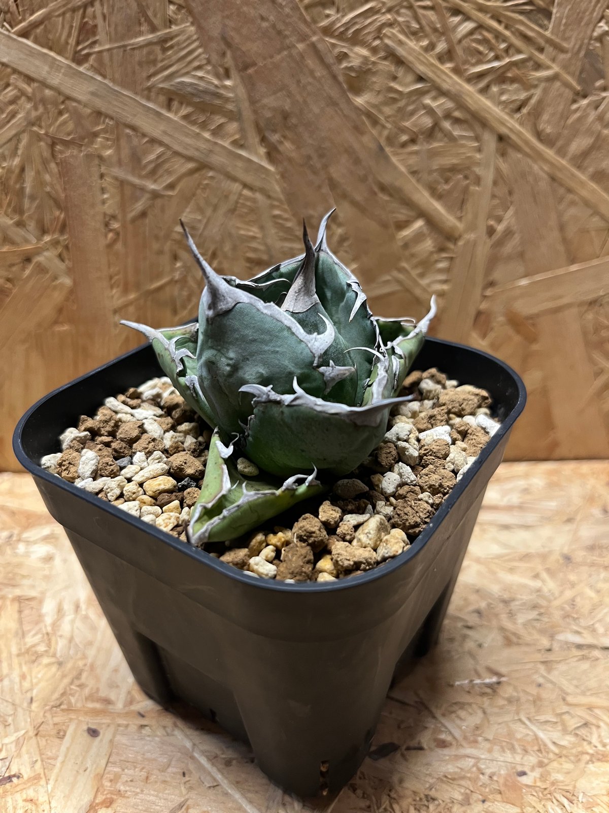 アガベ チタノタ ホワイトアイス コンパクト | GREEN LUCK