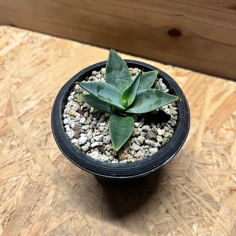 アガベ パリートランカータ　3点セット アガベ パリートランカータ アガベ パリー トランカータ Agave