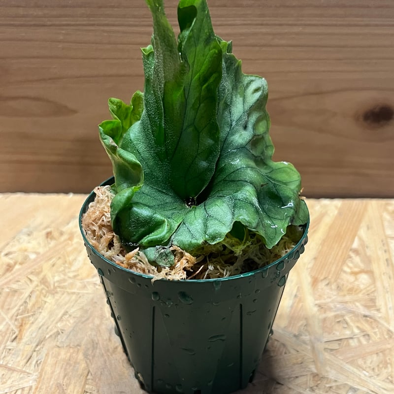 ビカクシダ ワンダエドワーフ | GREEN LUCK