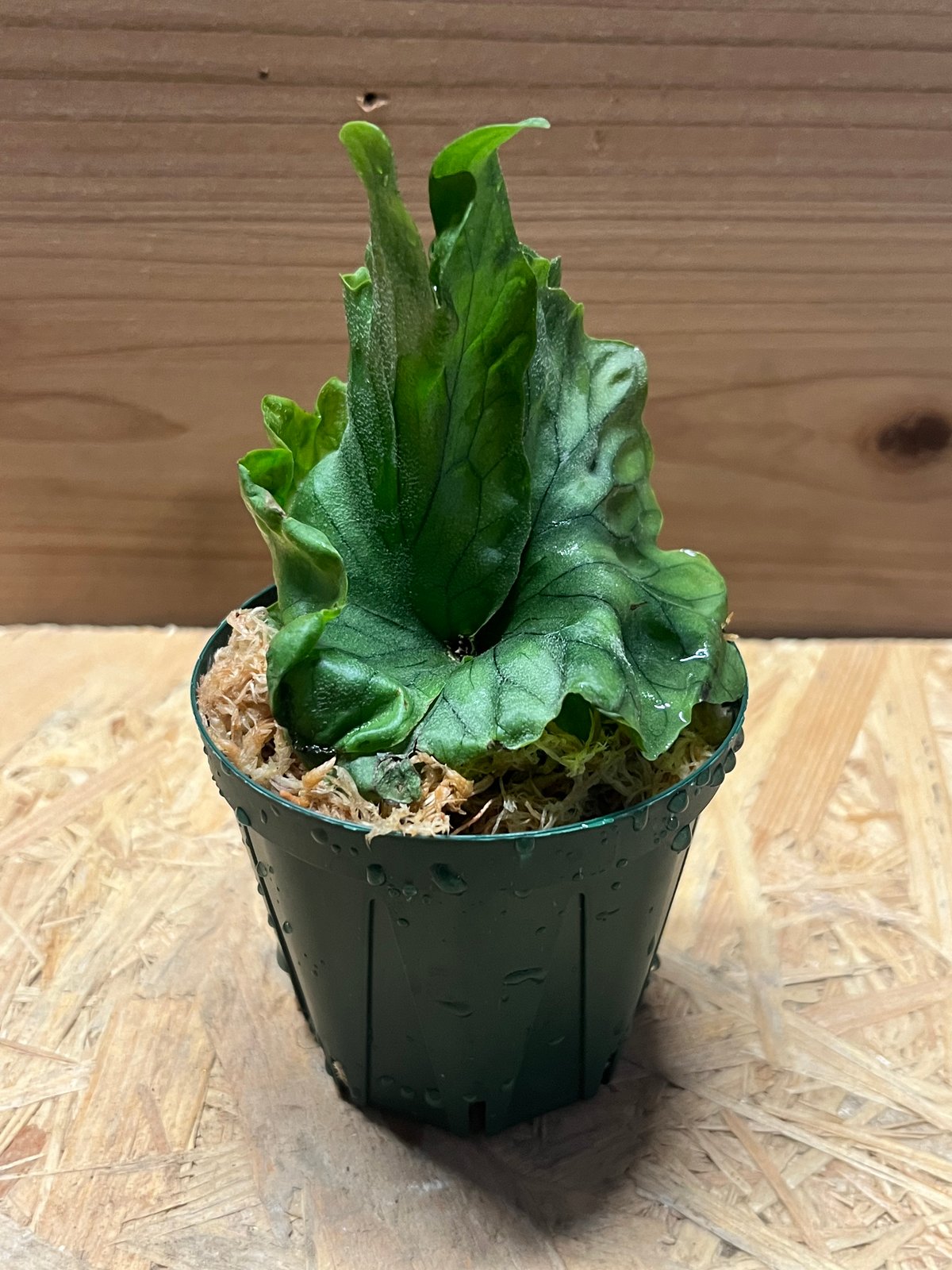 ビカクシダ Sval 子株 13 ビカクシダ Sval 子株 13 ビカクシダ Sval 子株