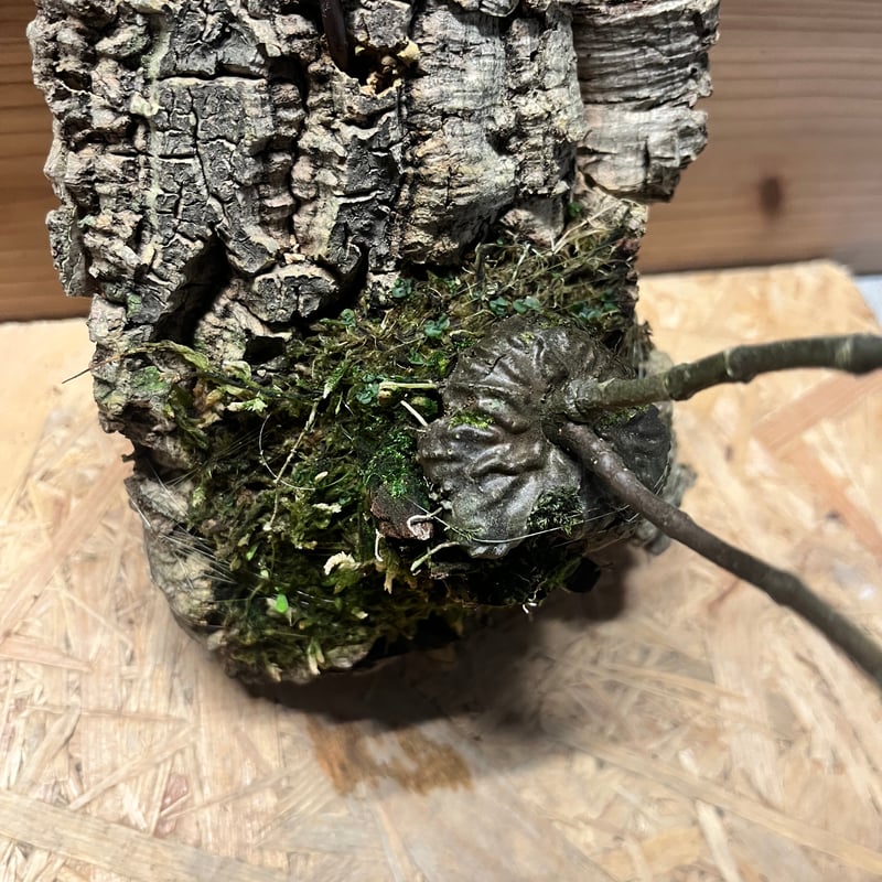 ヒドノフィツム フォルミカルム | GREEN LUCK