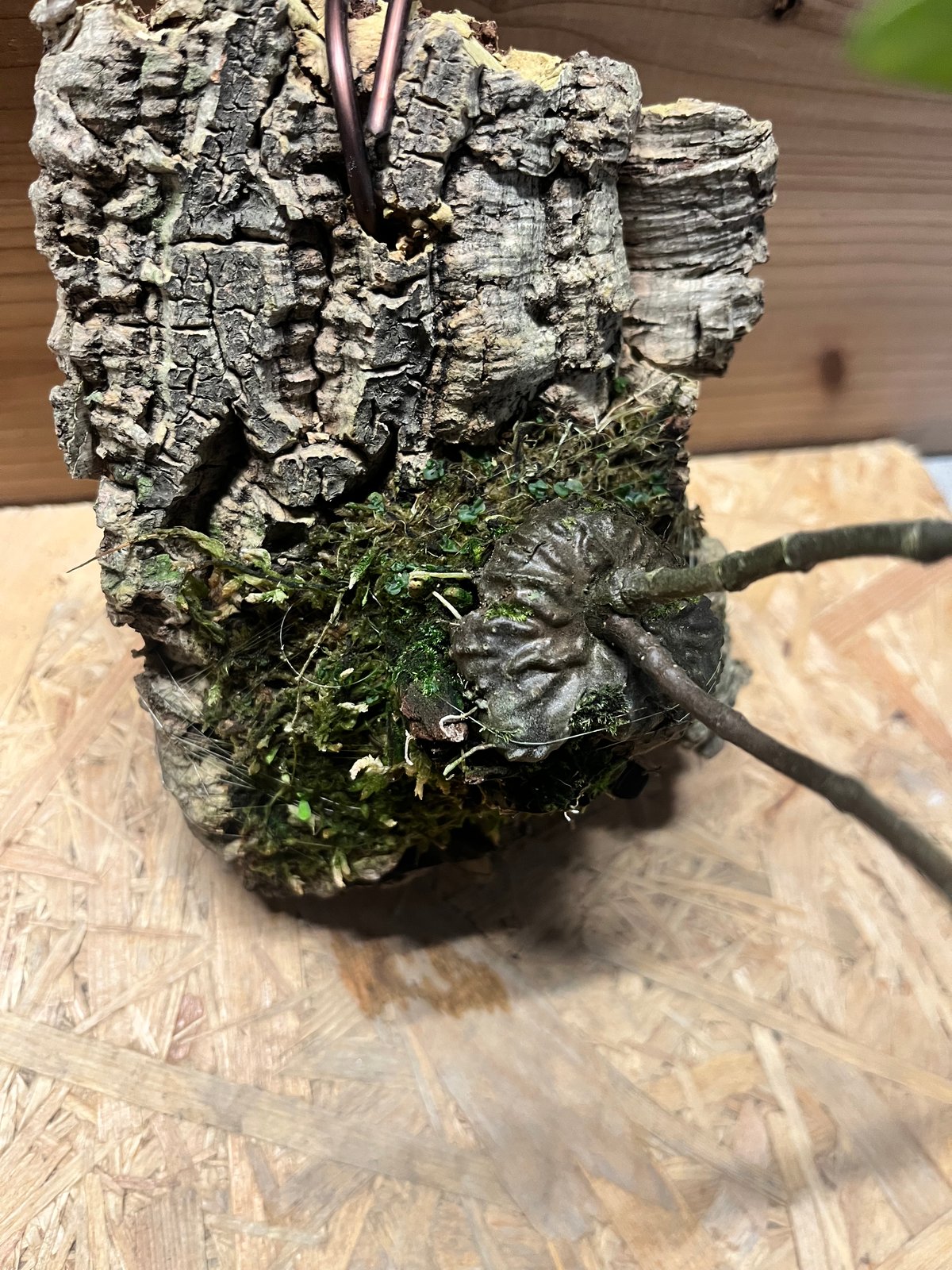 ヒドノフィツム フォルミカルム | GREEN LUCK