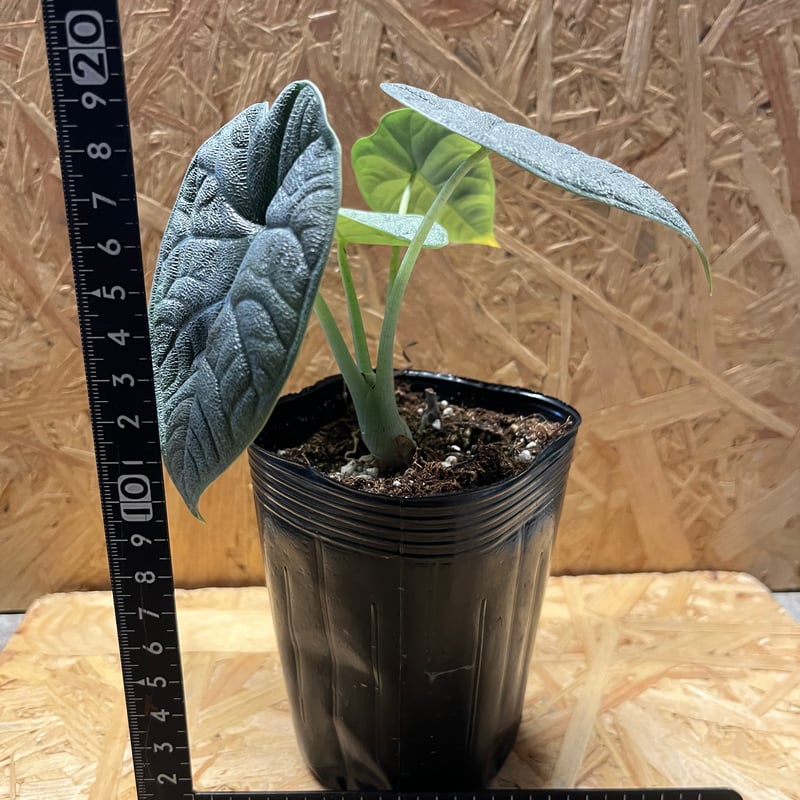 激レア 大株 アロカシア メロ Alocasia melo クワズイモ 熱帯