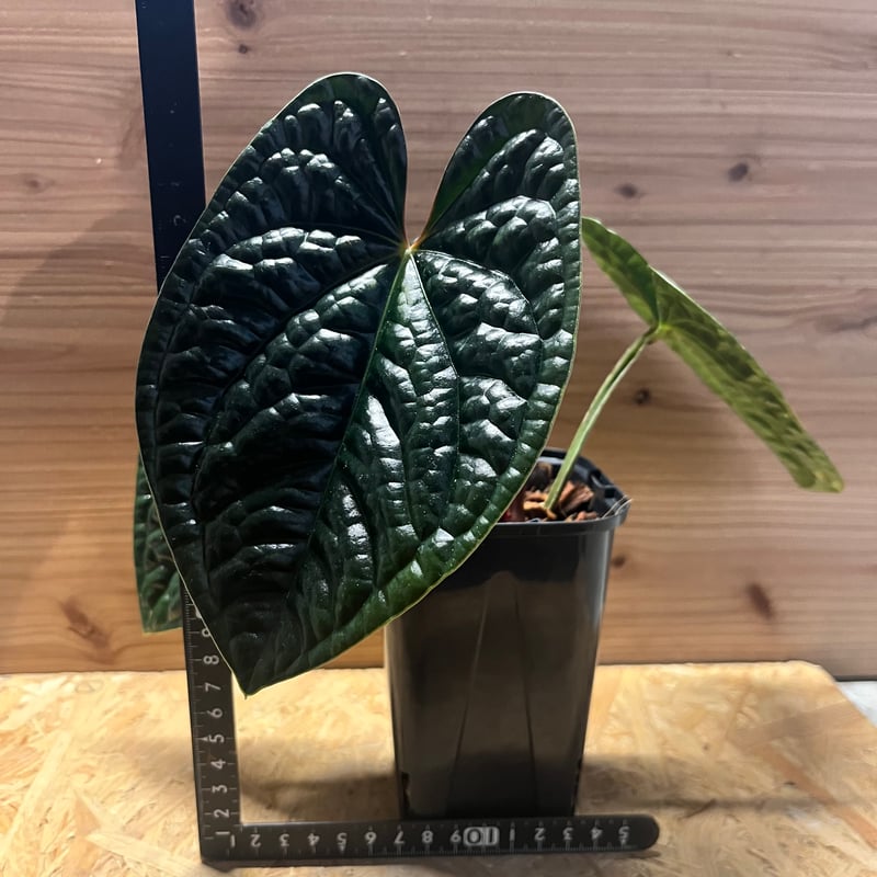 ＊アンスリウム　ルクスリアンス　ブラック　4号＊ アンスリウム ルクスリアンス ブラック 4号透明ロングスリット鉢(現品