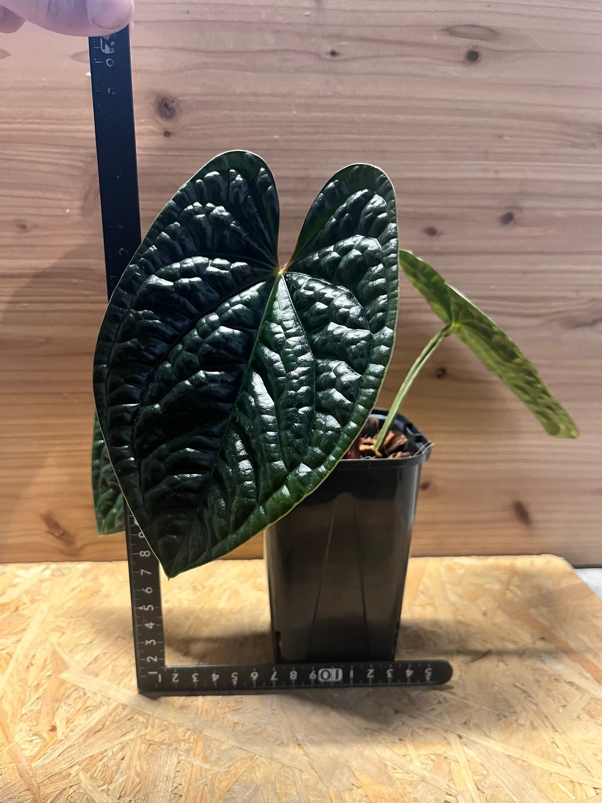 アンスリウム ルクスリアンス 'ブラック' | GREEN LUCK