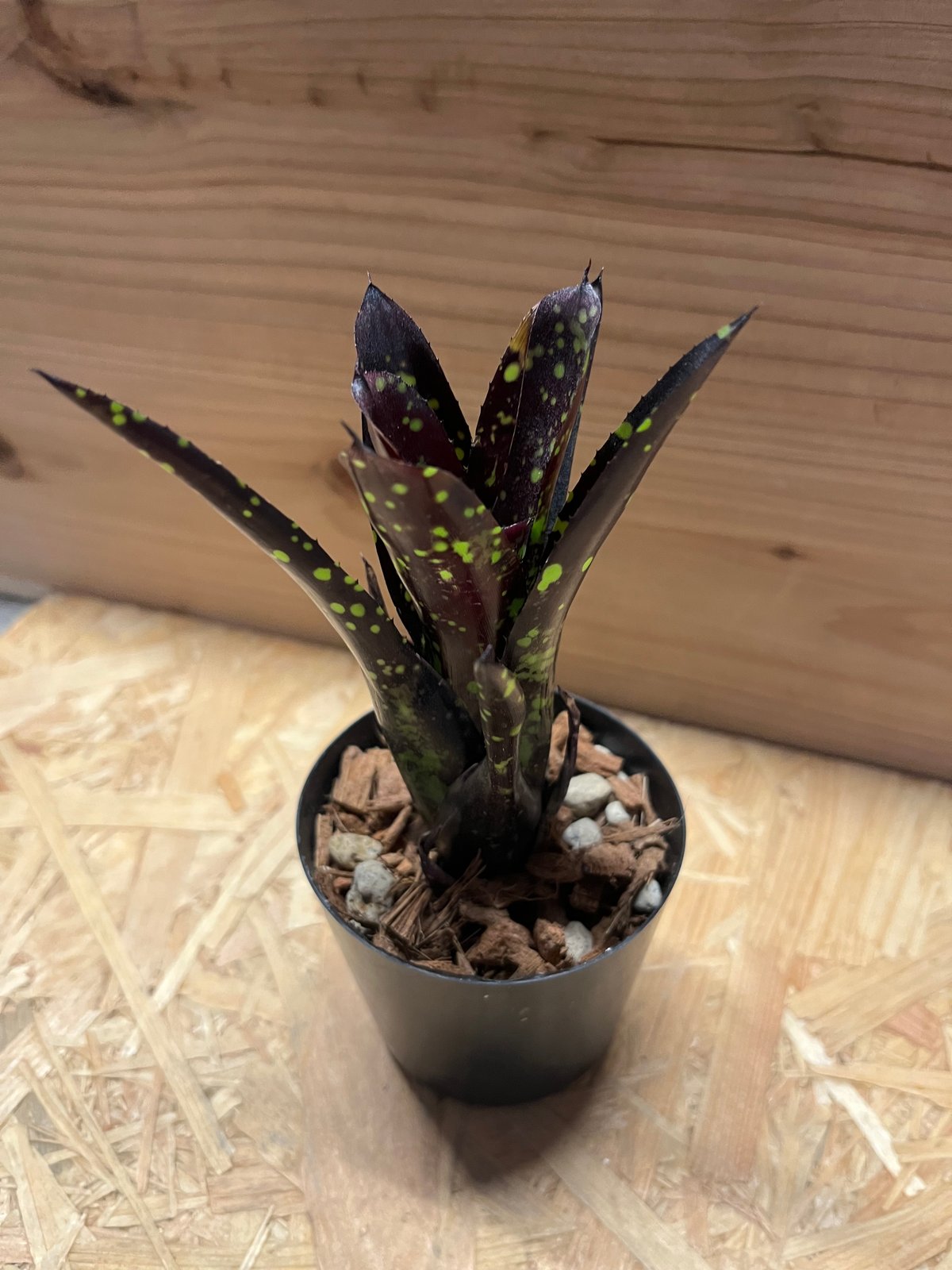 ネオレゲリア ドミノ | GREEN LUCK