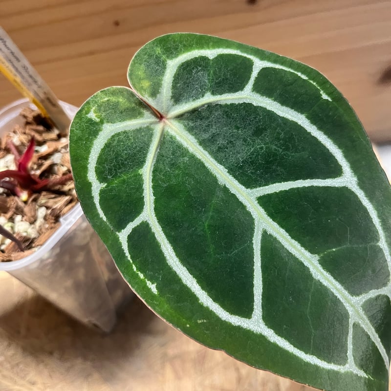 アンスリウム スカーレット | GREEN LUCK