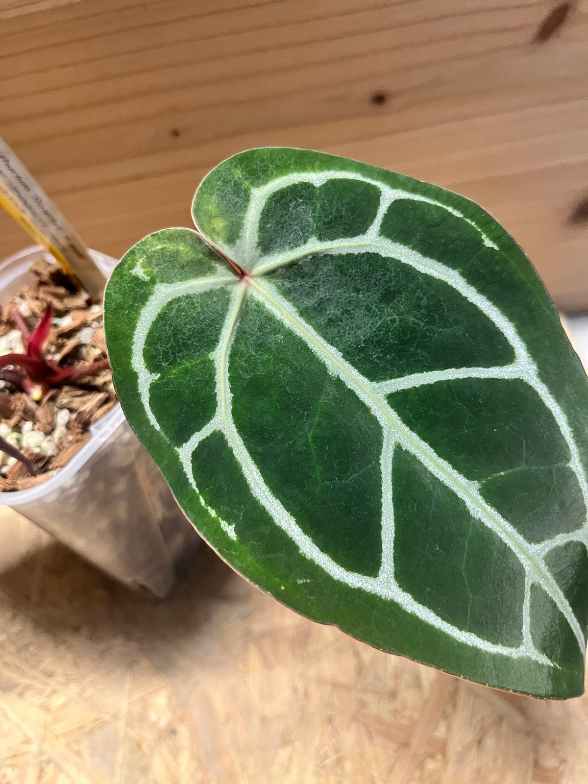 アンスリウム　スカーレット アンスリウム スカーレット | GREEN LUCK