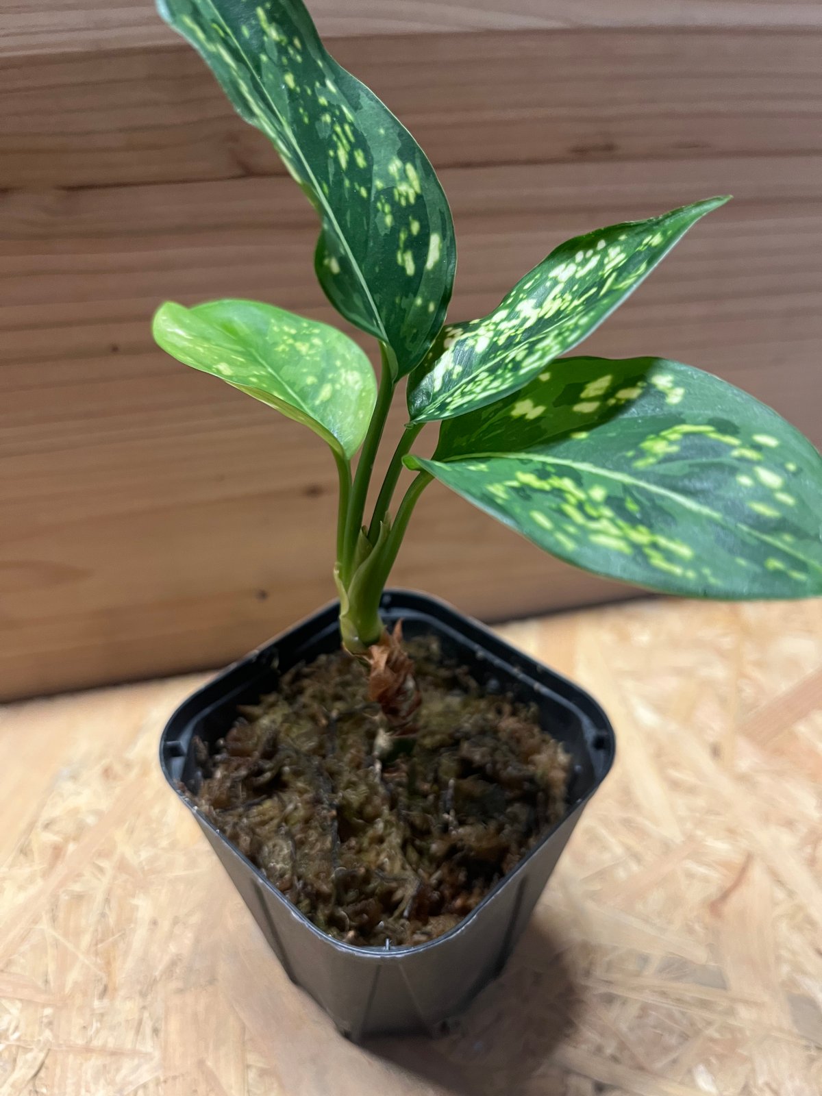 アグラオネマ タイスノーフレーク | GREEN LUCK