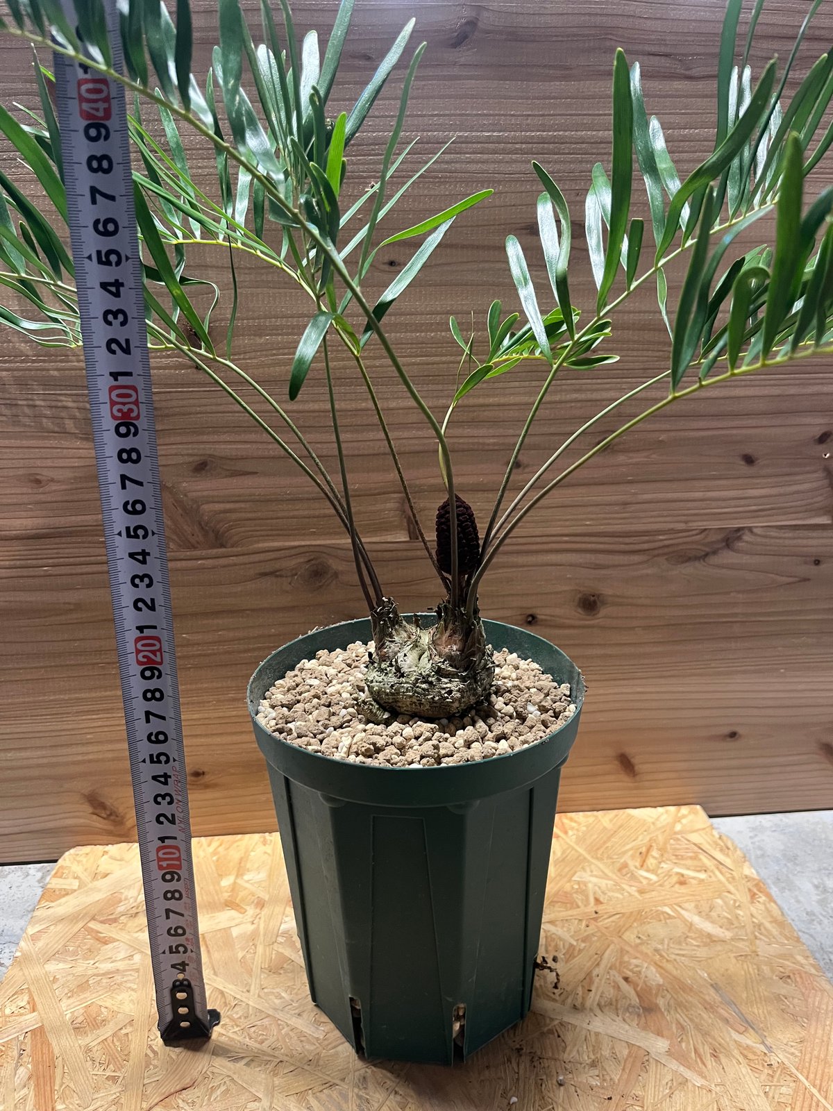 ソテツ　ザミア　フロリダーナ　5頭　2番 ザミア・フロリダーナ 5号 | 日本ライン花木センター