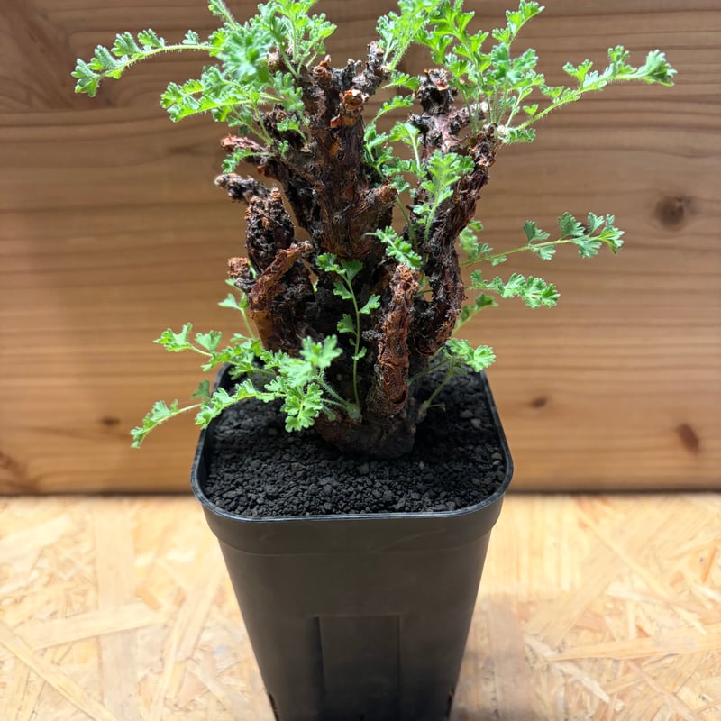 ペラルゴニウム アルテルナンス | GREEN LUCK