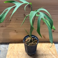 モンステラ　クローティ