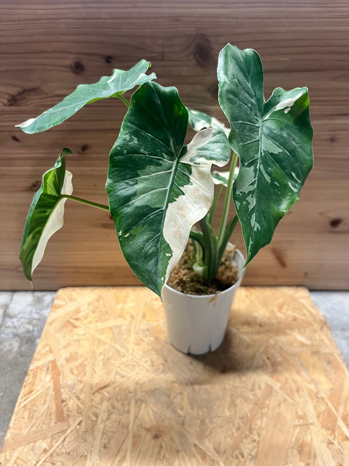 斑入りクワズイモ アロカシア オドラ | GREEN LUCK