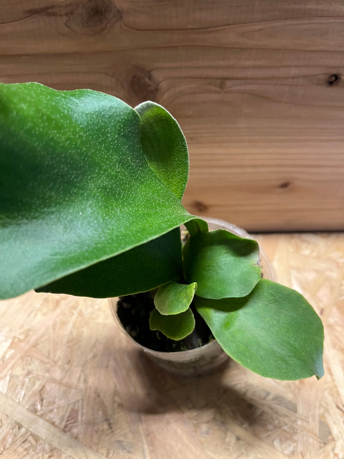 ビカクシダ ヒリー ドラゴン | GREEN LUCK