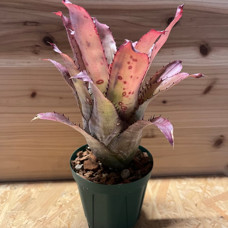 エクメア　エグレリアナ 現品】エクメア・エグレリアナ Aechmea egleriana - Frontier Plants