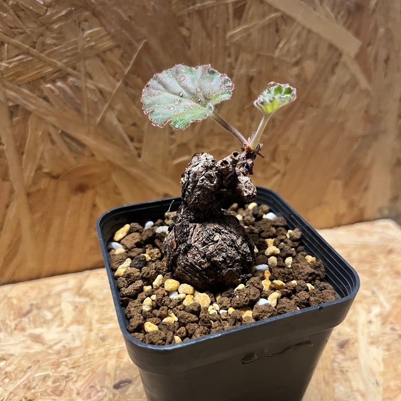 ペラルゴニウム　ロバツム　現地球　発根済み　現27 ペラルゴニウム ロバツム | GREEN LUCK