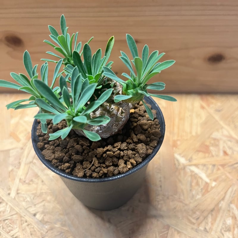 ユーフォルビア 峨眉山 | GREEN LUCK