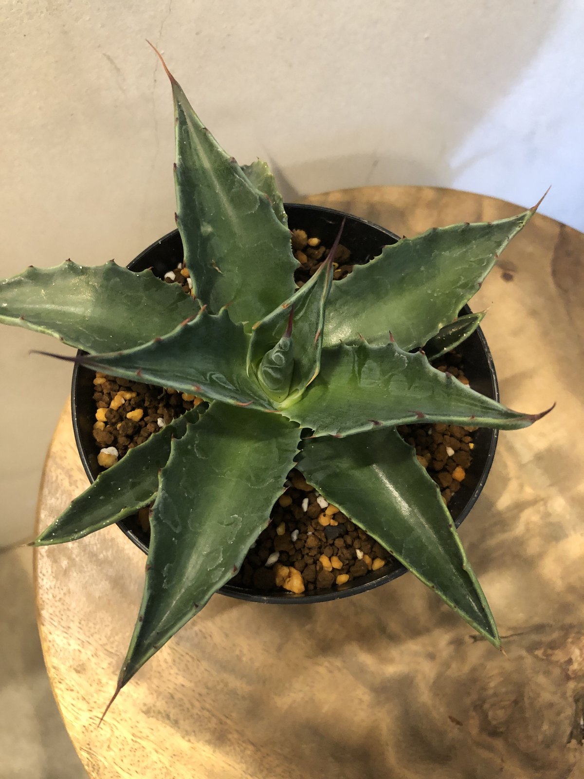 アガベ ジェントリー ジョーズ | GREEN LUCK