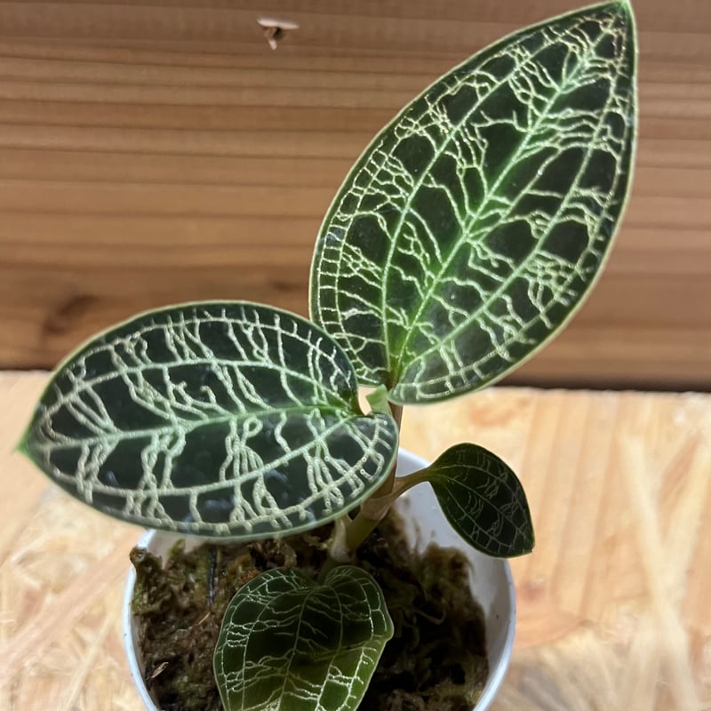 ジュエルオーキッド マコデスペトラ | GREEN LUCK