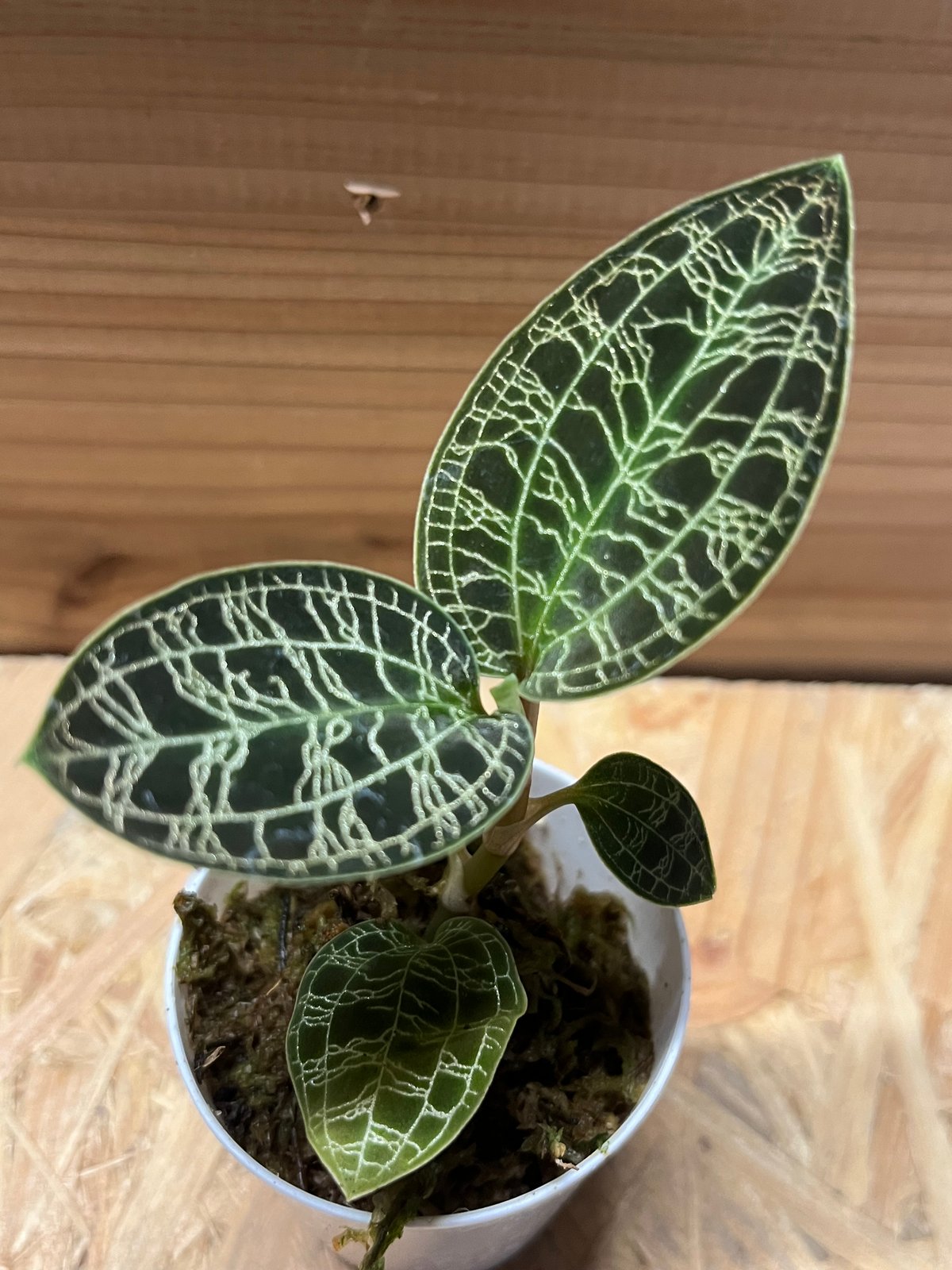 ジュエルオーキッド マコデスペトラ | GREEN LUCK