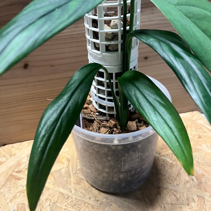 モンステラ クローティ | GREEN LUCK