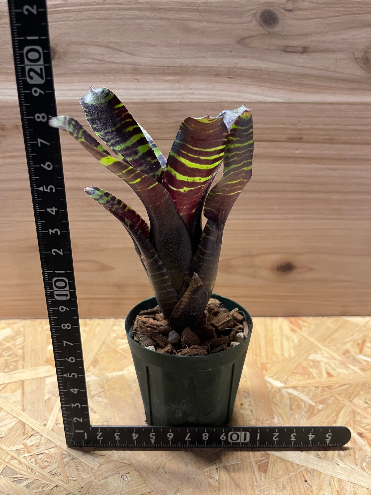 ネオレゲリア サボイトリュフ | GREEN LUCK