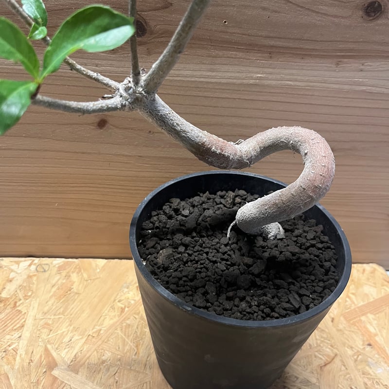 発根済み3年経過　バオバブ・アダンソニア 特大 バオバブ アダンソニア 変形タイプ / Baobab Adansonia［No