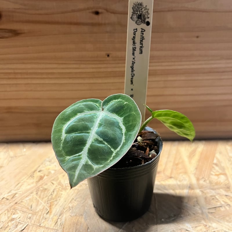 アンスリウム ドラヤキシルバー×エンジェルズドリーム×レッド